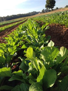 Arugula